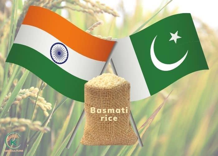 High quality basmati rice grains India vs Pakistan comparison